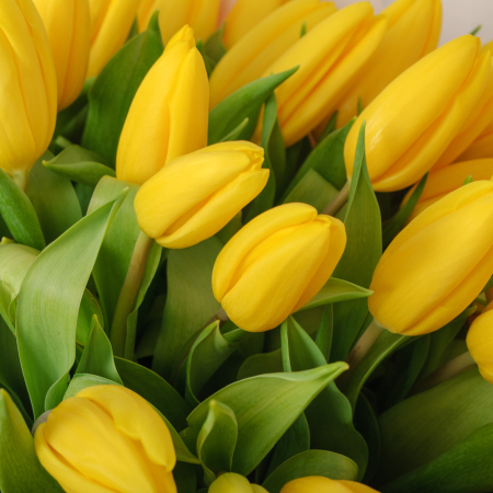 Букет 51 желтый тюльпан