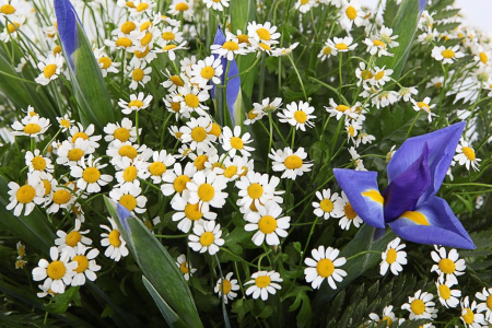 Букет с ромашками Праздник весны