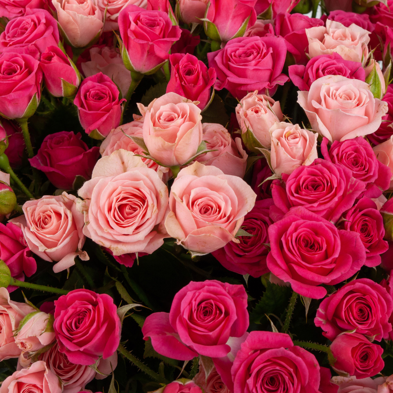 Букет из 51 розы Розовая Венера