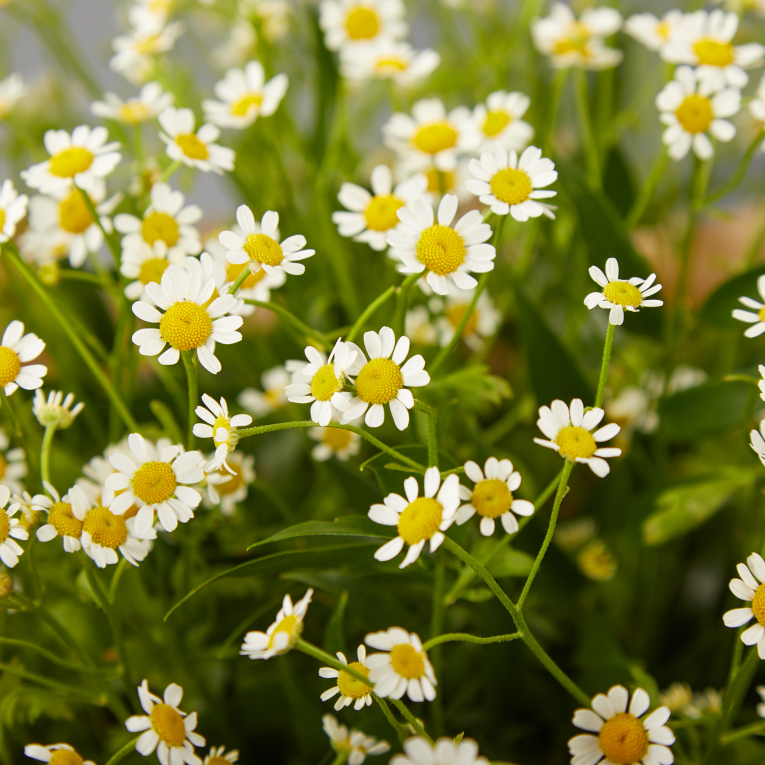 Букет с ромашками Дыхание полей