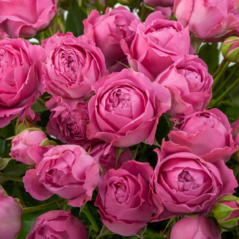 Букет 25 кустовых роз Румяный образ