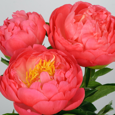 Пион Корал Шарм (3 шт.)