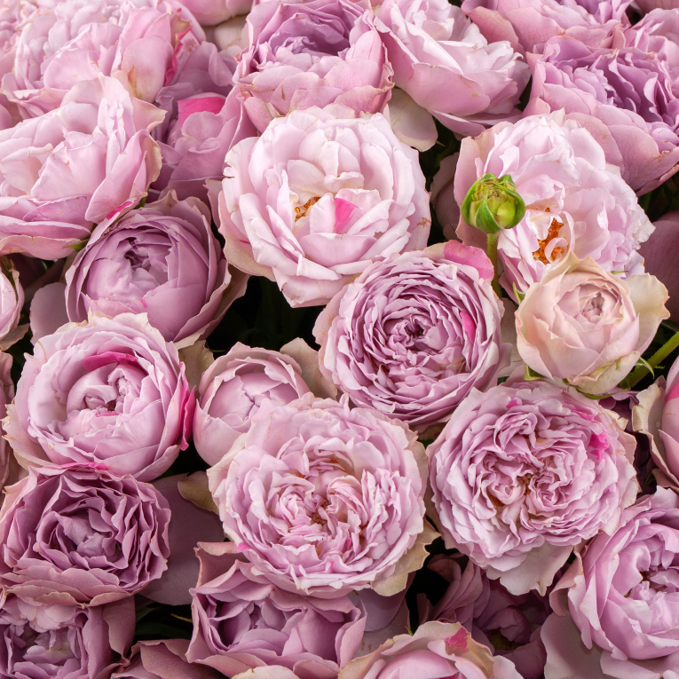 Букет из 51 кустовой розы Сила обольщения