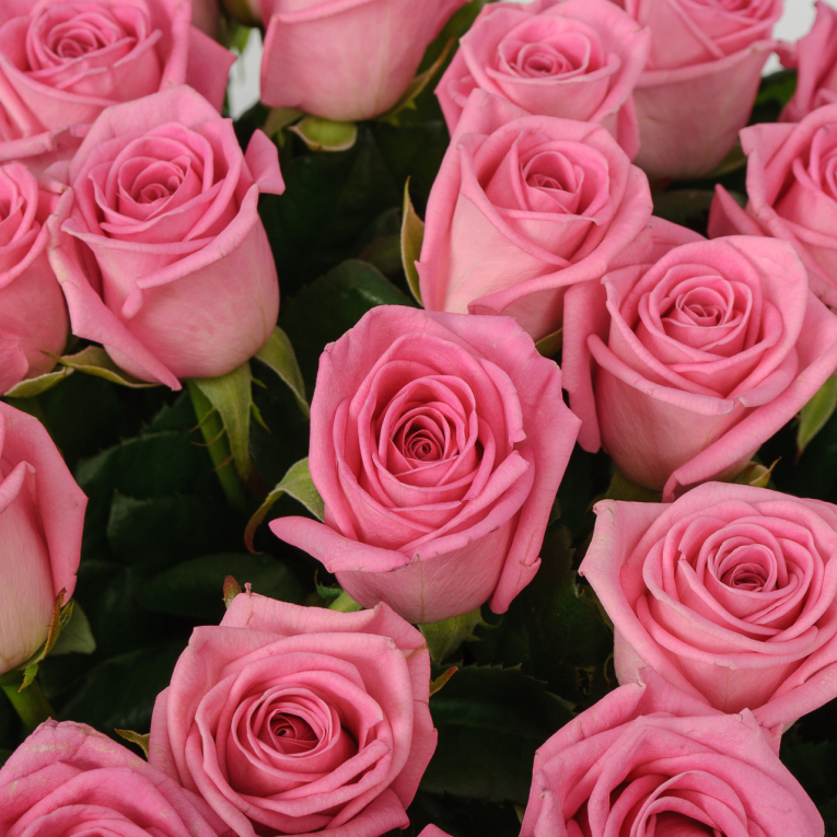 Букет 45 роз Розовая звезда