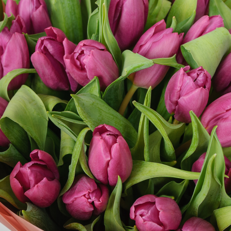 Букет 35 фиолетовых тюльпанов