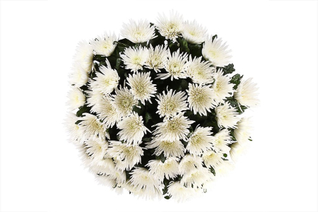 Букет 51 хризантема Сингл