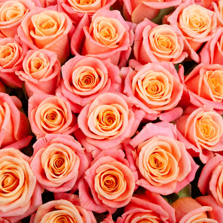 Букет из 101 розы Добрые вести