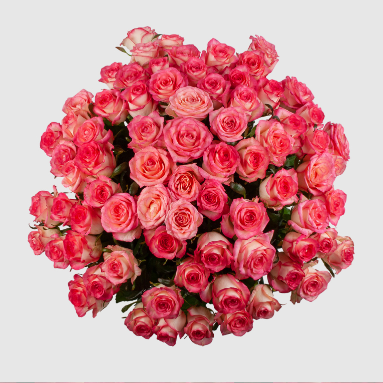 Букет из 75 роз Розовая лагуна