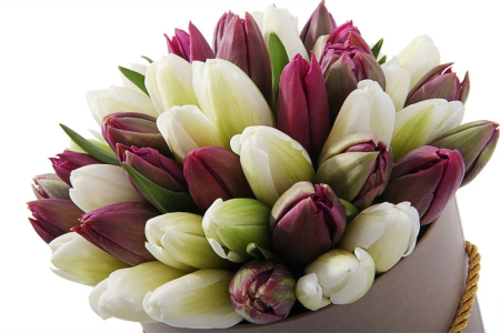 Букет 51 королевский тюльпан в коричневой коробке, бело-пурпурный микс