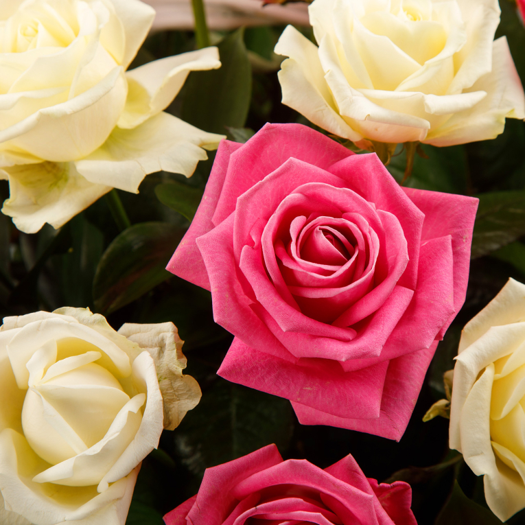 Букет в корзине Нежное настроение, 51 роза