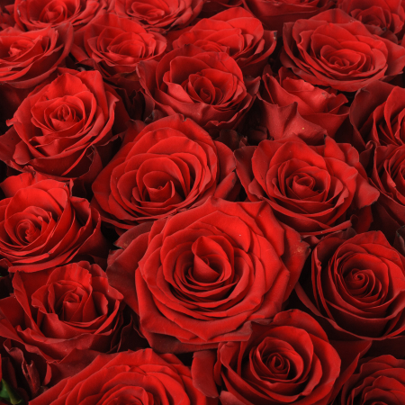 Букет 51 роза Высокие чувства