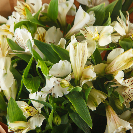 Букет альстромерий Белый свет