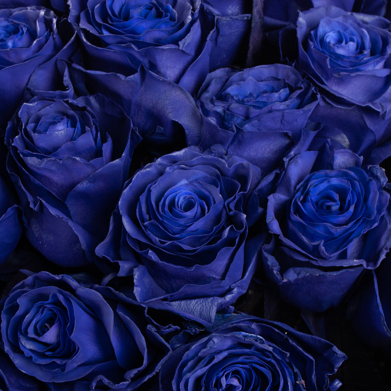 Букет 75 роз Синее озеро