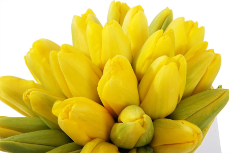 Букет 25 королевских тюльпанов в белой коробке, желтые