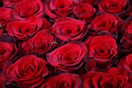 Букет 55 роз Ред Париж в шляпной коробке