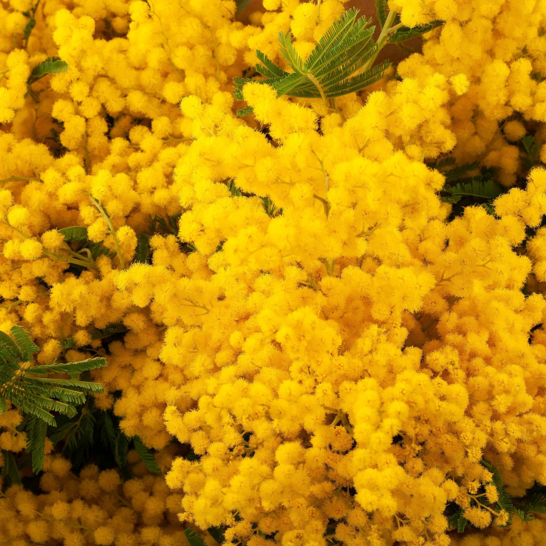 Букет мимозы Теплые объятия (миди)