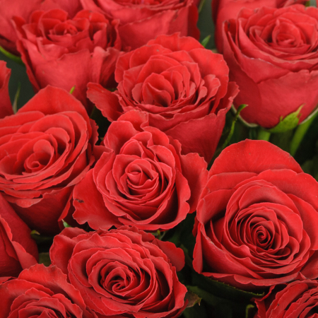 Букет  из 19 роз Лето красное