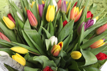Букет 45 тюльпанов в зеленой бумаге, микс