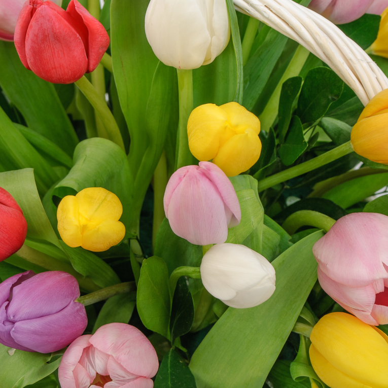 Букет 51 тюльпан в корзине Невинное удовольствие