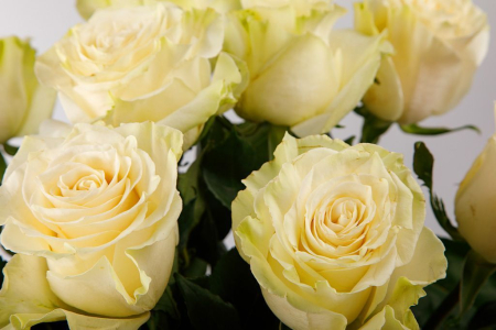 Букет 15 роз Мондиаль