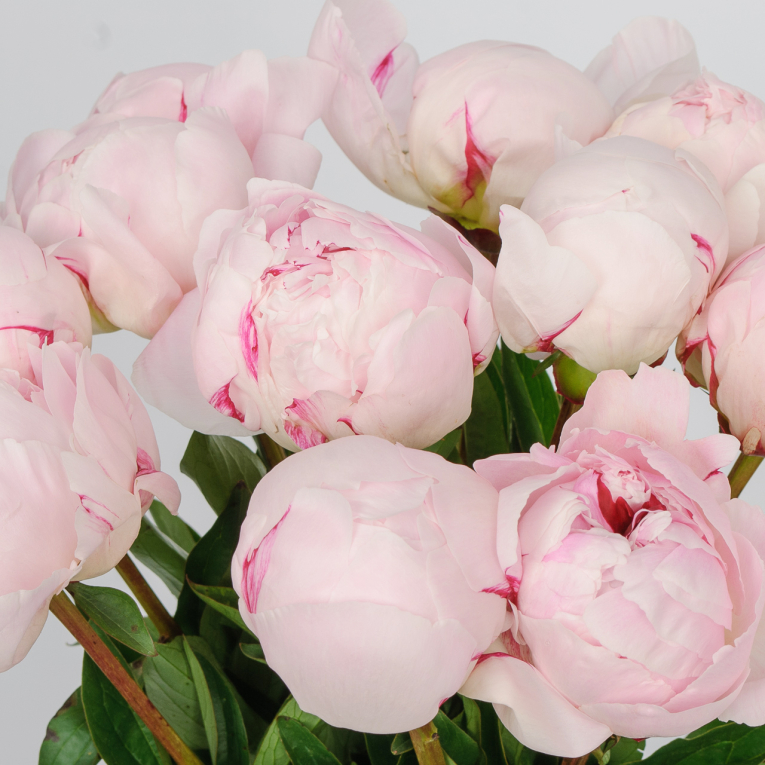 Букет из пионов 11 комплиментов