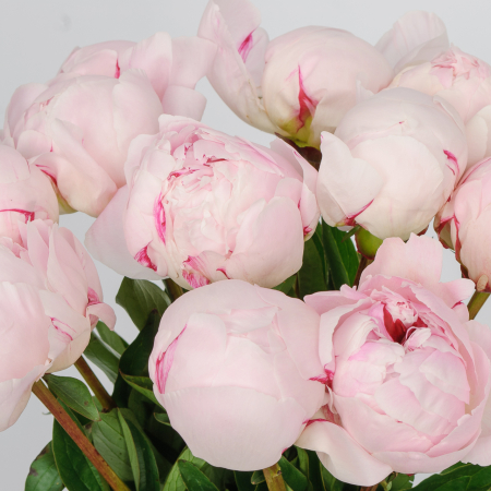 Букет из пионов 11 комплиментов