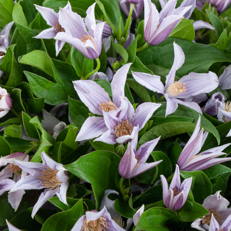 Букет Двенадцать месяцев