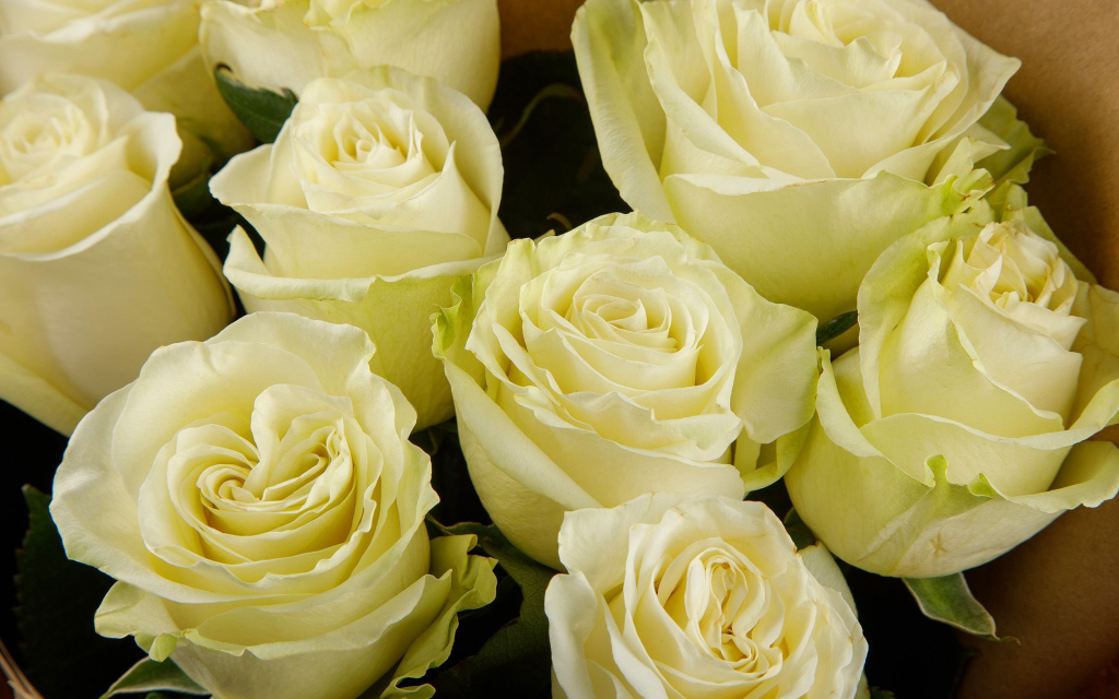 Букет 9 роз Мондиаль