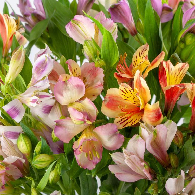 Букет из 21 альстромерии Радужный