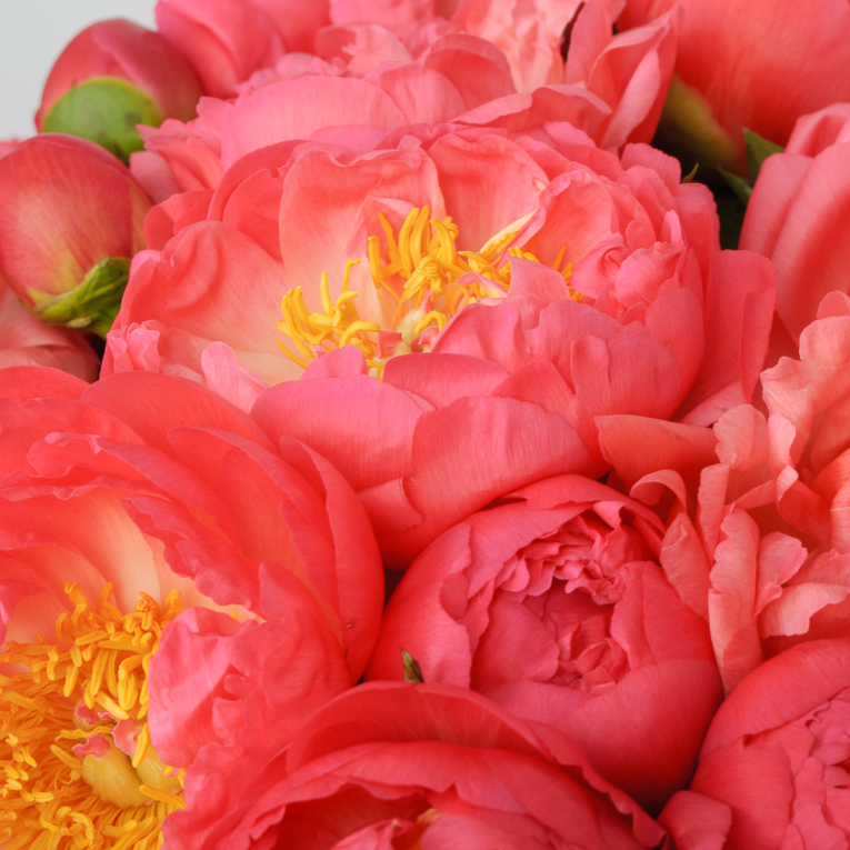 Букет 25 пионов В порыве чувств