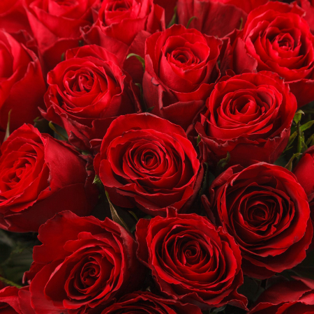 Букет из 51 розы Страстный поцелуй + Десерт в ПОДАРОК!