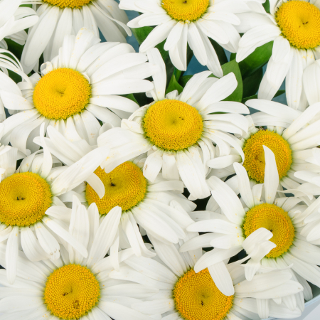 Букет ромашек Любовь и лето