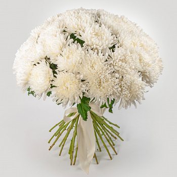 Букет из 35 белых хризантем Сингл + Десерт в ПОДАРОК!