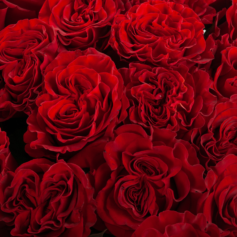 Букет 51 роз Хартс (Эквадор), 60 см