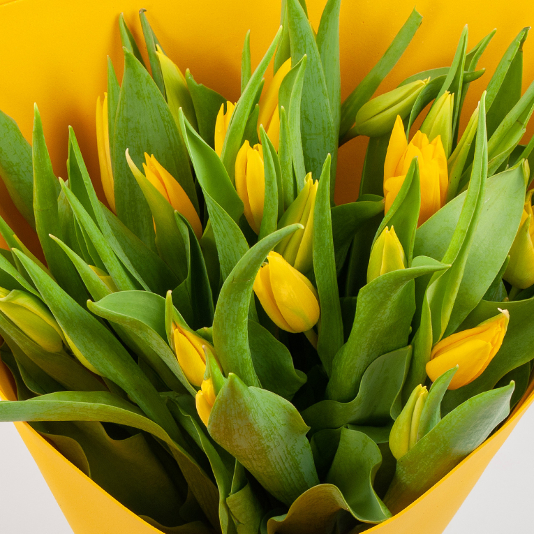 Букет Первые лучи (25 тюльпанов)