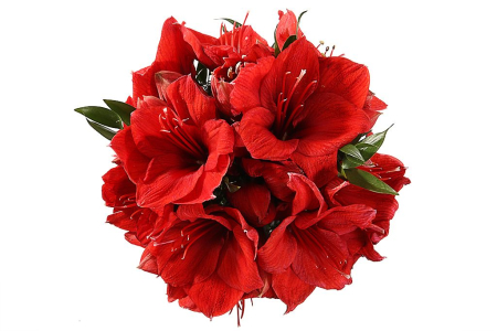 Букет с гиппеаструмами Фламенко