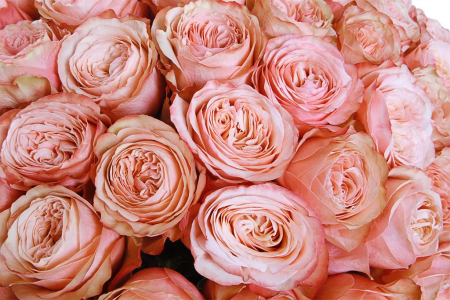 Букет 101 пионовидная роза Кахала