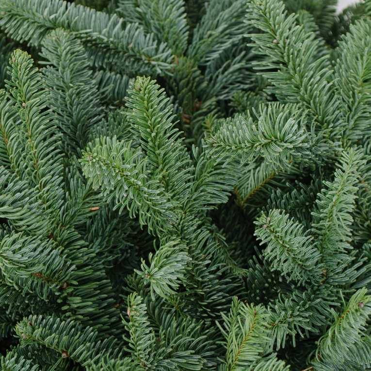 Нобилис (7 шт.)