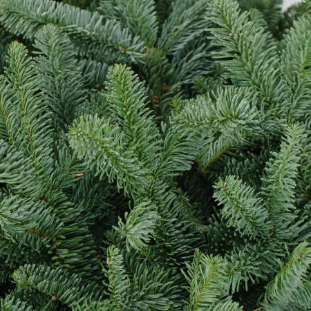 Нобилис (7 шт.)