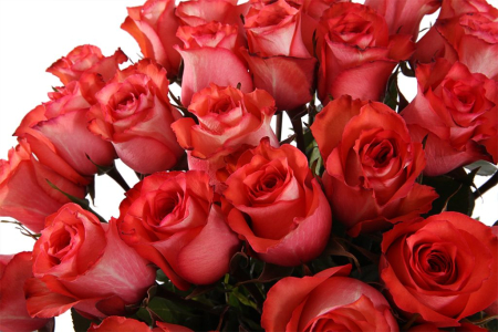 Букет 35 роз Игуана, коралловые