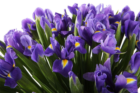 Букет из ирисов Ириска (мега)