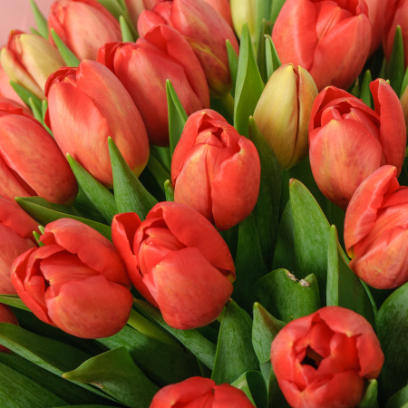 Букет 101 красных тюльпанов