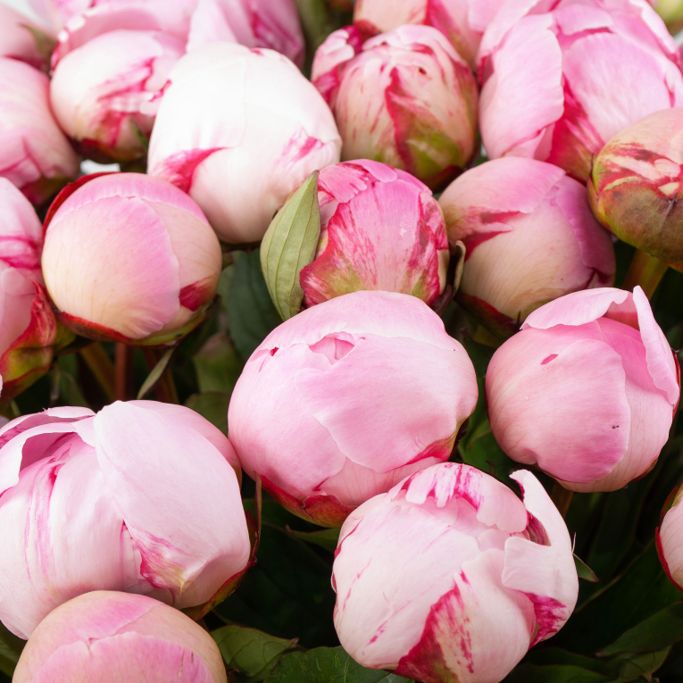 Букет из пионов 51 мгновение любви