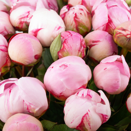 Букет из пионов 51 мгновение любви