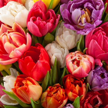 Букет из тюльпанов Пора любви (макси)