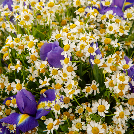 Букет с ромашками Королева полей в коробке