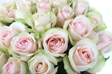 Букет 35 роз Ла Бель