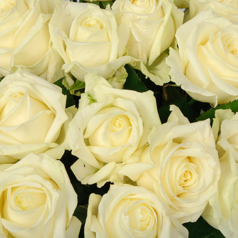 Букет 35 роз Аваланш 60/70 см