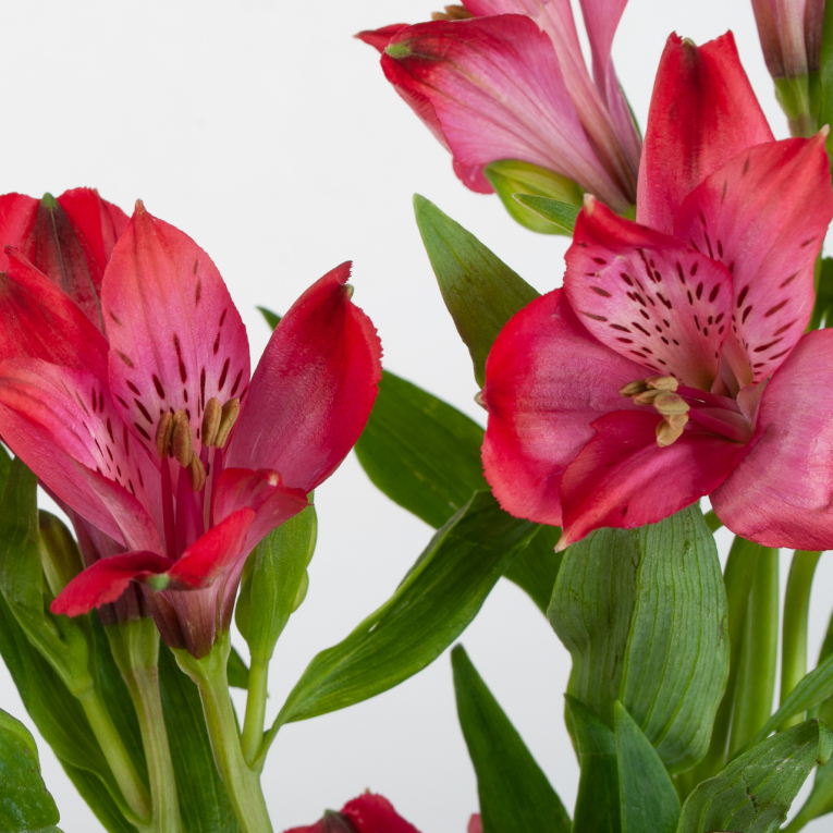 Альстромерия красная (3 шт.)