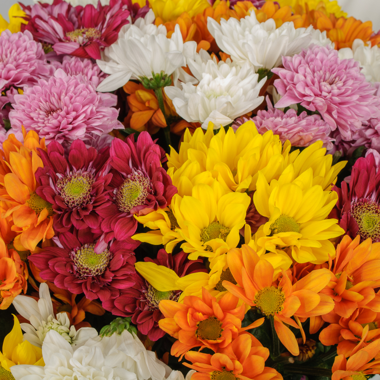 Букет 25 кустовых хризантем микс